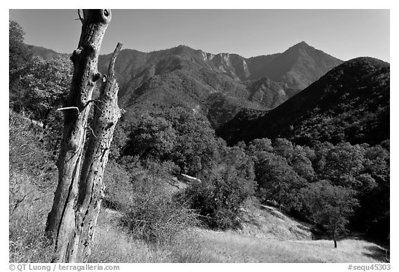 Sierra Nevada hills with bird-pegged tree. Sequoia National Park, California, USA.