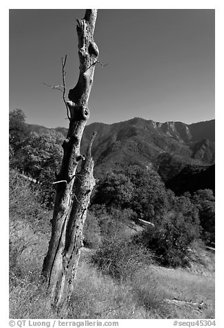 Bird pegged yellow popplar on foothills. Sequoia National Park (black and white)