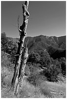 Bird pegged yellow popplar on foothills. Sequoia National Park ( black and white)