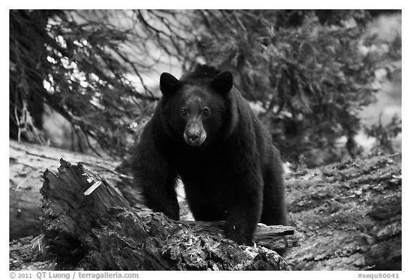 Close view of black bear. Sequoia National Park (black and white)