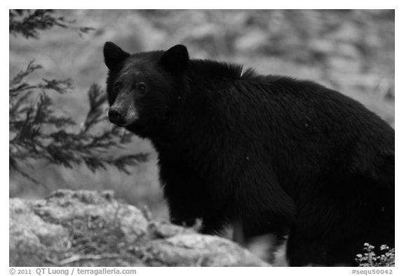 Black bear, Lodgepole. Sequoia National Park, California, USA.