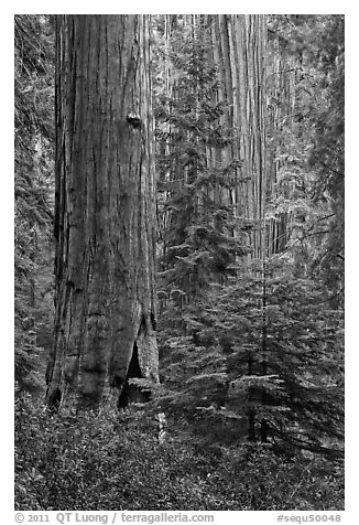 Giant Sequoias in the Giant Forest. Sequoia National Park, California, USA.