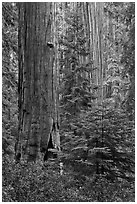 Giant Sequoias in the Giant Forest. Sequoia National Park, California, USA. (black and white)