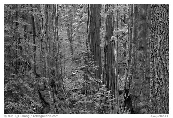 Red bark of Giant Sequoia contrast with green leaves. Sequoia National Park, California, USA.