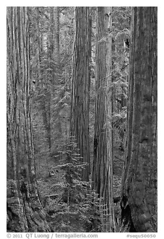 Sequoia forest. Sequoia National Park (black and white)