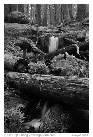 Cascading stream in sequoia forest. Sequoia National Park, California, USA.