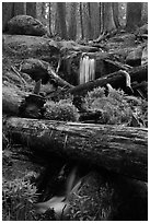 Cascading stream in sequoia forest. Sequoia National Park, California, USA. (black and white)