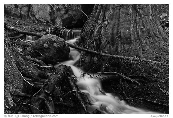 Stream at base of sequoia tree. Sequoia National Park, California, USA.