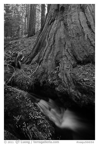 Brook at the base of giant sequoia tree. Sequoia National Park, California, USA.