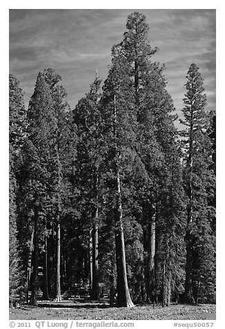 Sequoia trees at the edge of Round Meadow. Sequoia National Park (black and white)