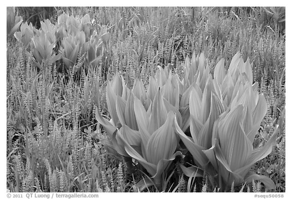 Corn lillies and flowers, Round Meadow. Sequoia National Park, California, USA.