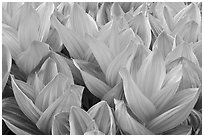 Corn lilly, Round Meadow. Sequoia National Park, California, USA. (black and white)