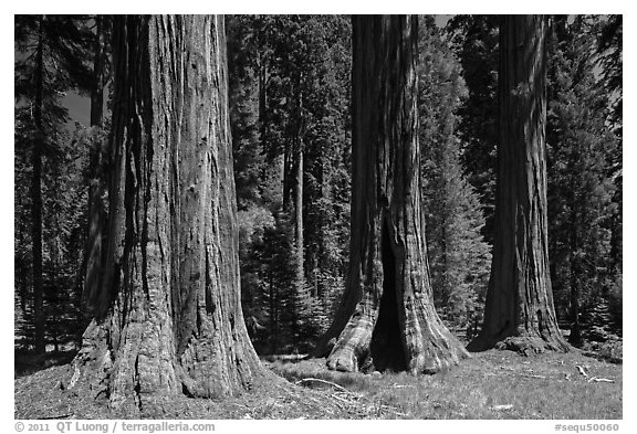 Group of Giant Sequoias, Round Meadow. Sequoia National Park, California, USA.