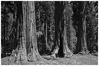 Group of Giant Sequoias, Round Meadow. Sequoia National Park, California, USA. (black and white)