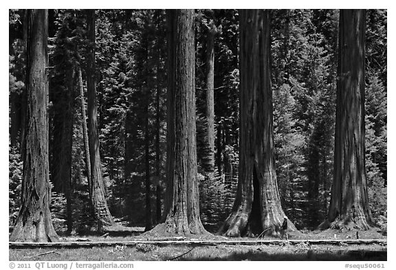 Hiker on boardwalk at the base of Giant Sequoias. Sequoia National Park, California, USA.