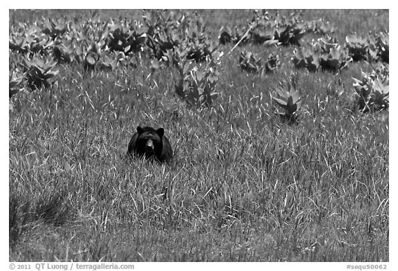 Black bear in Round Meadow. Sequoia National Park (black and white)