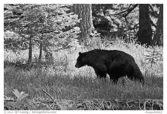 Black bar in forest, Round Meadow. Sequoia National Park, California, USA.