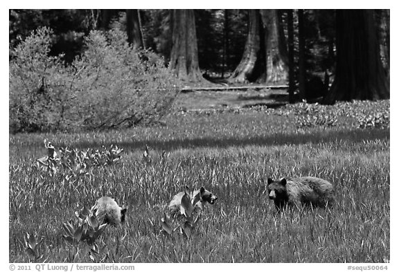 Mother and bear cubs with sequoia trees behind. Sequoia National Park, California, USA.