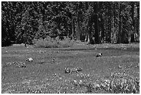 Round Meadow with bear family. Sequoia National Park, California, USA. (black and white)