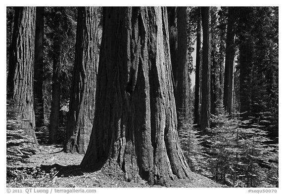 Sunlit sequoia trees. Sequoia National Park, California, USA.