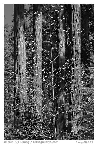 Dogwood in early bloom and sequoia grove. Sequoia National Park, California, USA.