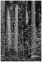 Dogwood in early bloom and sequoia grove. Sequoia National Park ( black and white)