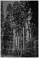 Blooming dogwood and grove of sequoia trees, Hazelwood trail. Sequoia National Park, California, USA. (black and white)