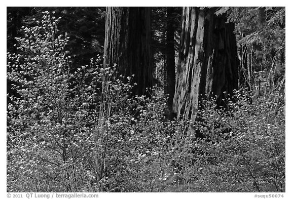 Dogwoods and sequoias. Sequoia National Park, California, USA.