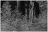 Dogwoods and sequoias. Sequoia National Park, California, USA. (black and white)