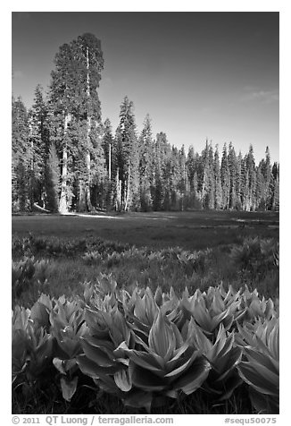 Corn lillies and sequoias in Crescent Meadow. Sequoia National Park, California, USA.