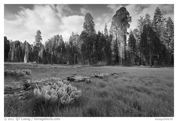 Crescent Meadow, late afternoon. Sequoia National Park, California, USA.