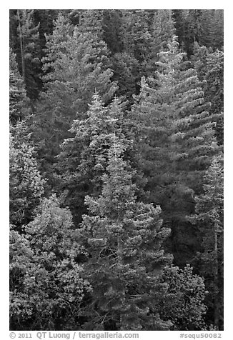 Pine forest canopy. Sequoia National Park, California, USA.