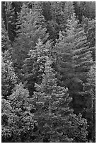 Pine forest canopy. Sequoia National Park, California, USA. (black and white)