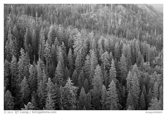 Evergreen forest seen from Moro Rock. Sequoia National Park, California, USA.