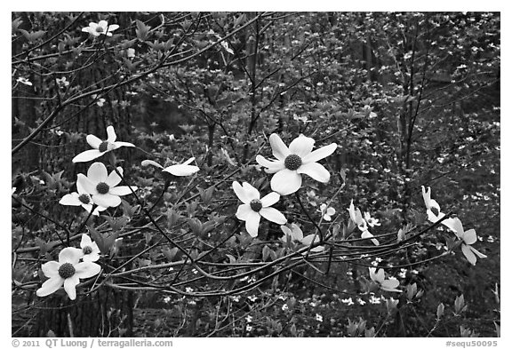 Dogwood flowers. Sequoia National Park (black and white)