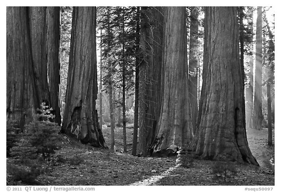 Group of backlit sequoias, early morning. Sequoia National Park, California, USA.