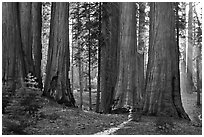 Group of backlit sequoias, early morning. Sequoia National Park, California, USA. (black and white)