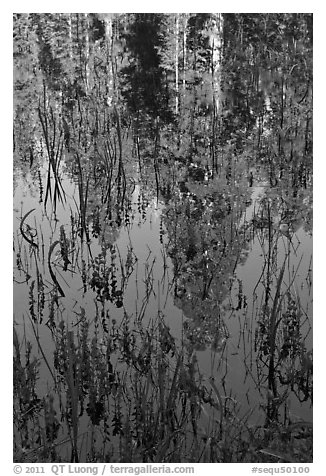 Sequoia trees reflected in pond, Huckleberry Meadow. Sequoia National Park, California, USA.