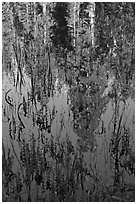 Sequoia trees reflected in pond, Huckleberry Meadow. Sequoia National Park ( black and white)