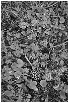 Sequia Forest floor close-up. Sequoia National Park, California, USA. (black and white)