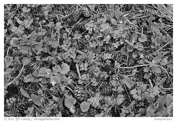 Close-up of forest floor with flowers, shamrocks, and cones. Sequoia National Park (black and white)