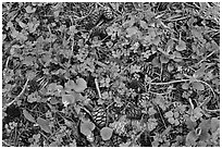 Close-up of forest floor with flowers, shamrocks, and cones. Sequoia National Park ( black and white)