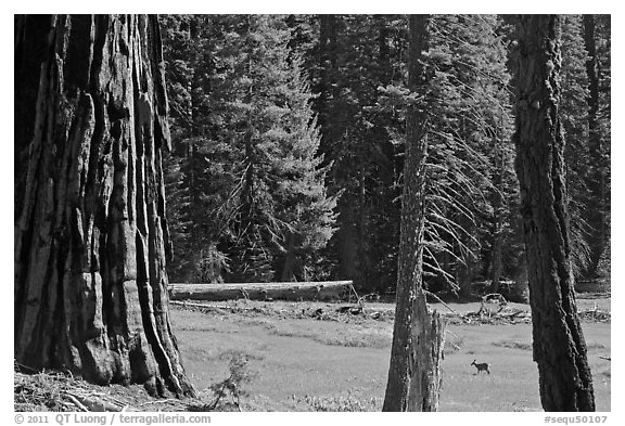 Huckleberry Meadow, sequoia and deer. Sequoia National Park (black and white)
