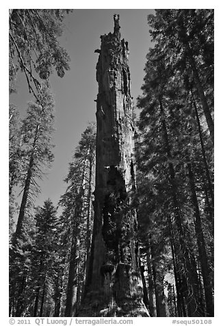 Dead Giant. Sequoia National Park, California, USA.