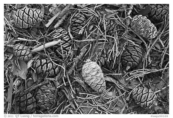 Close-up of cones of the sequoia trees. Sequoia National Park, California, USA.