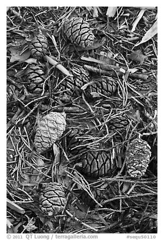 Close-up of fallen sequoia cones. Sequoia National Park, California, USA.