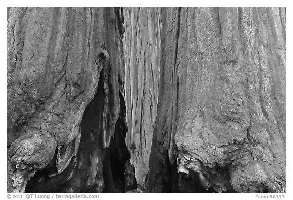 Bark at the base of sequoia group. Sequoia National Park, California, USA.