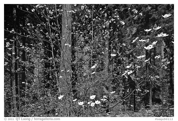 Dogwood in bloom and grove of sequoia trees. Sequoia National Park (black and white)