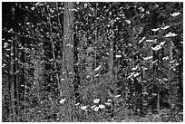 Dogwood in bloom and grove of sequoia trees. Sequoia National Park, California, USA. (black and white)