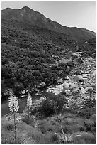 Yuccas, middle Fork of Kaweah River. Sequoia National Park ( black and white)